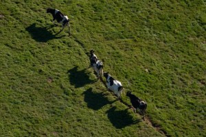 Line Of Cattle