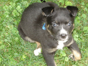 Callie, 2 months old, 5 pounds, June 2010